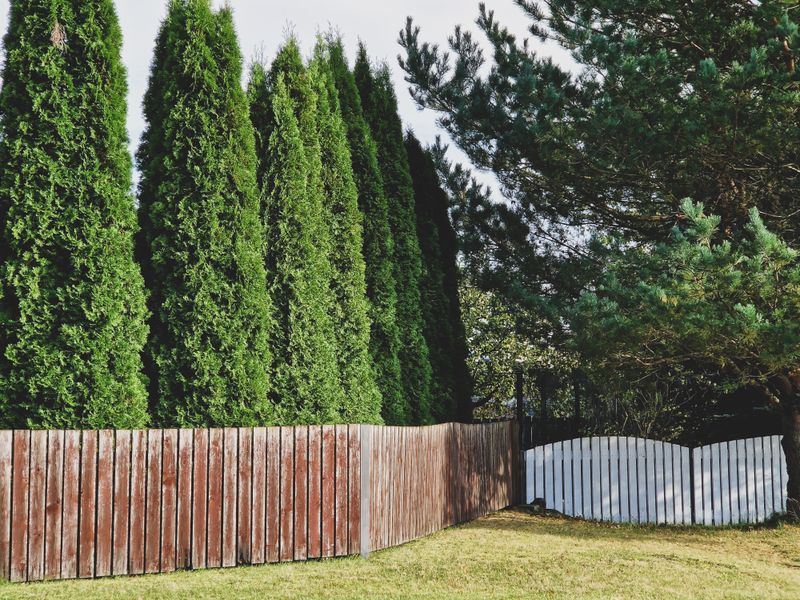 Arborvitae Emerald Green