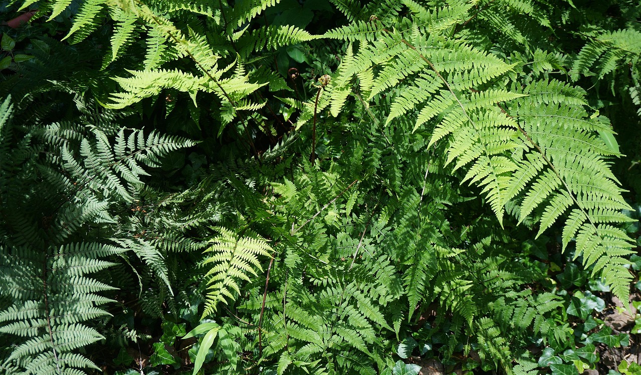 Athyrium Lady Fern