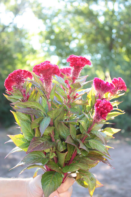 Celosia