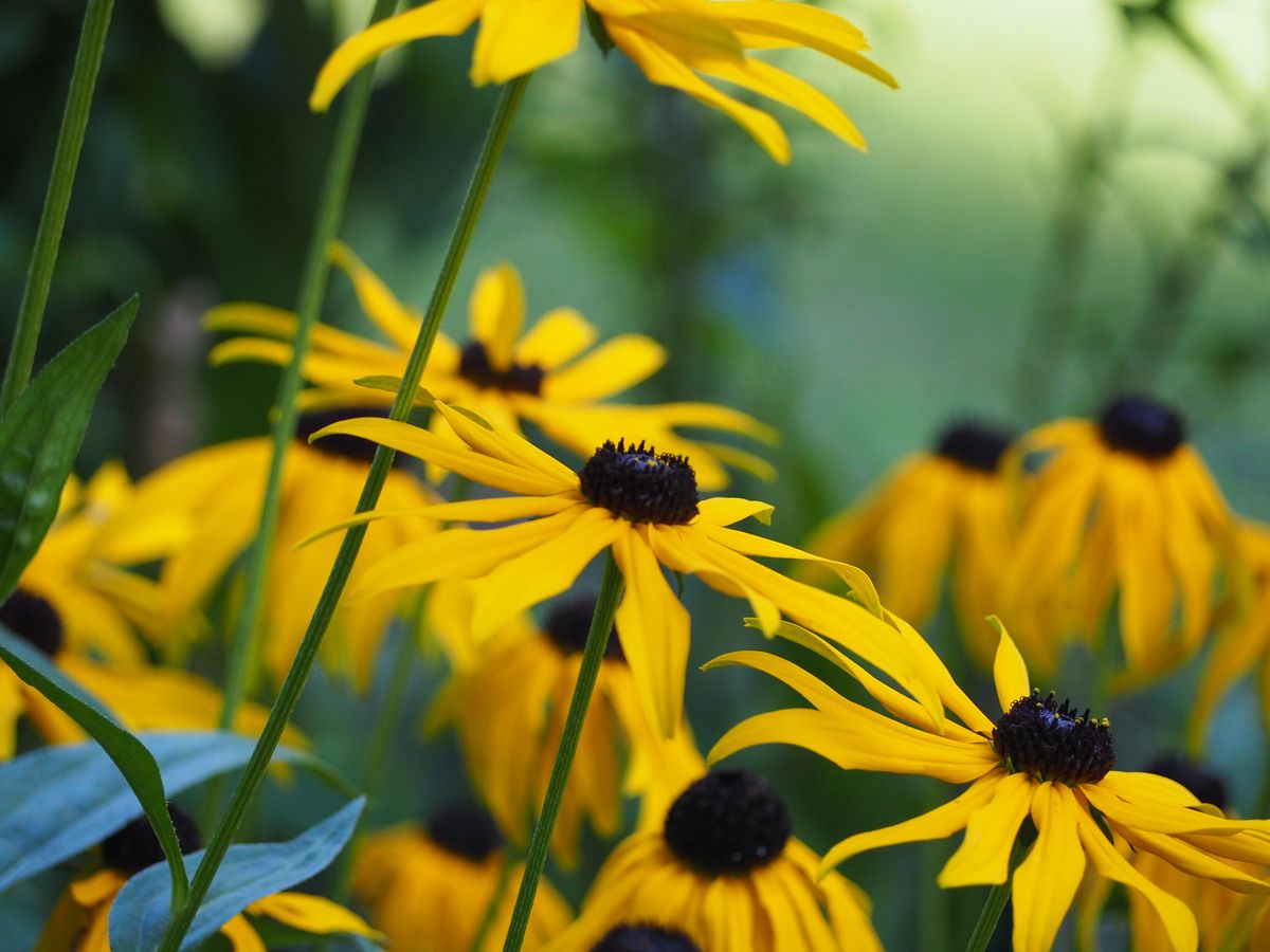 Black-eyed Susan