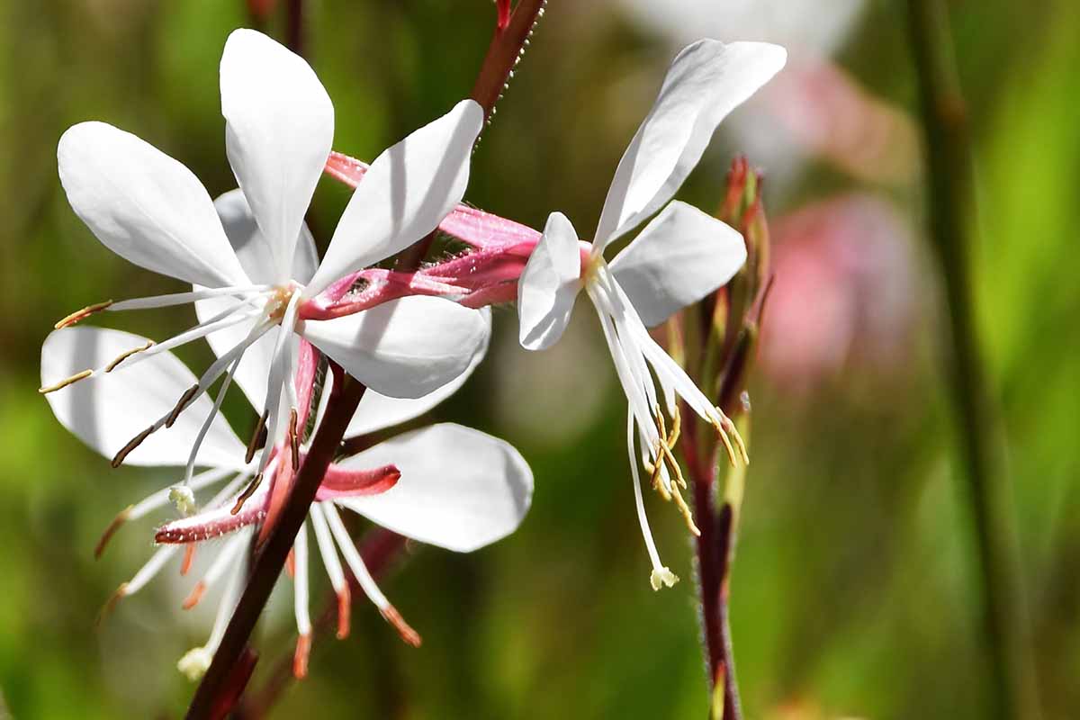 Cimicifuga Bugbane
