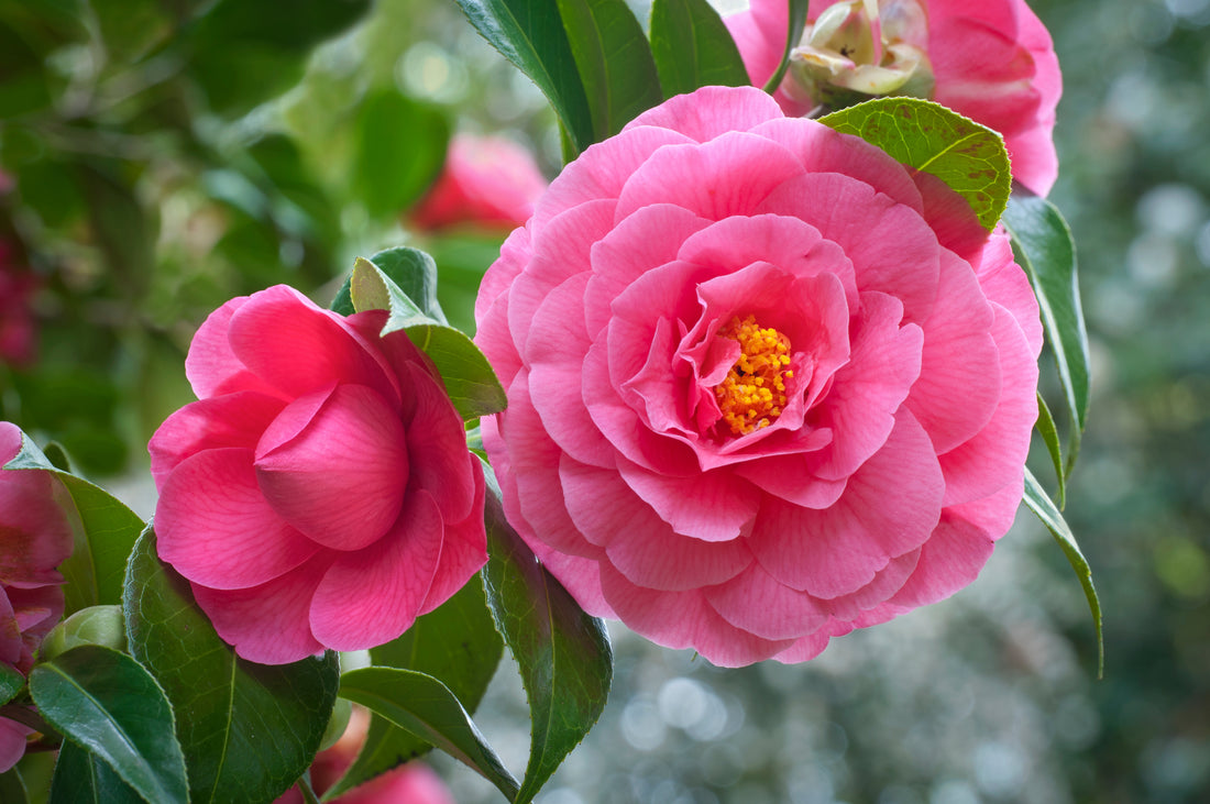 Camellia