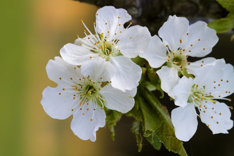 Rainier Cherry Tree