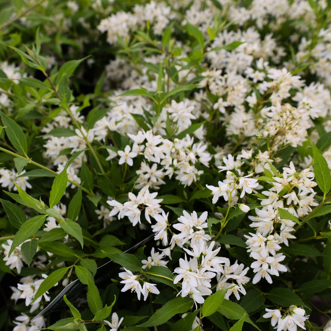 Deutzia
