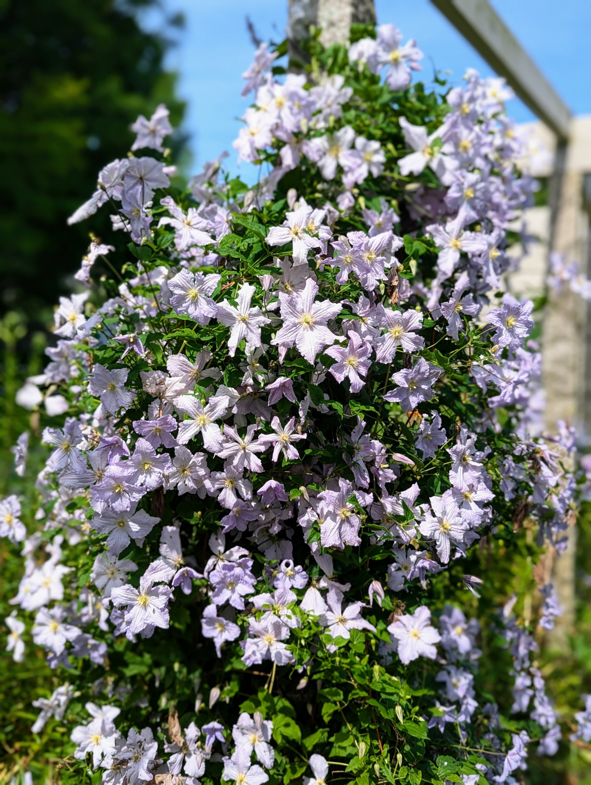 Clematis