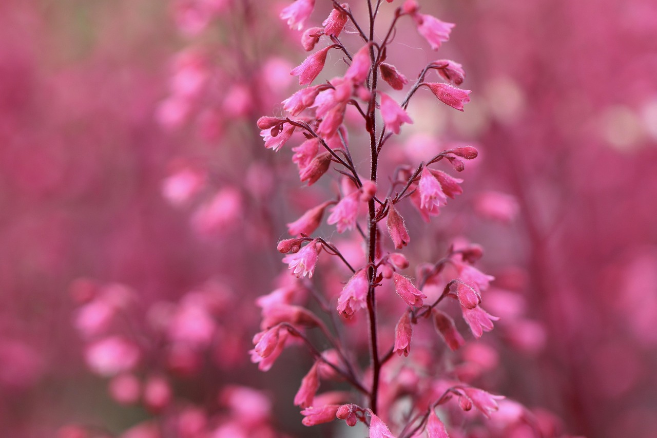 Coral Bells (Heuchera)