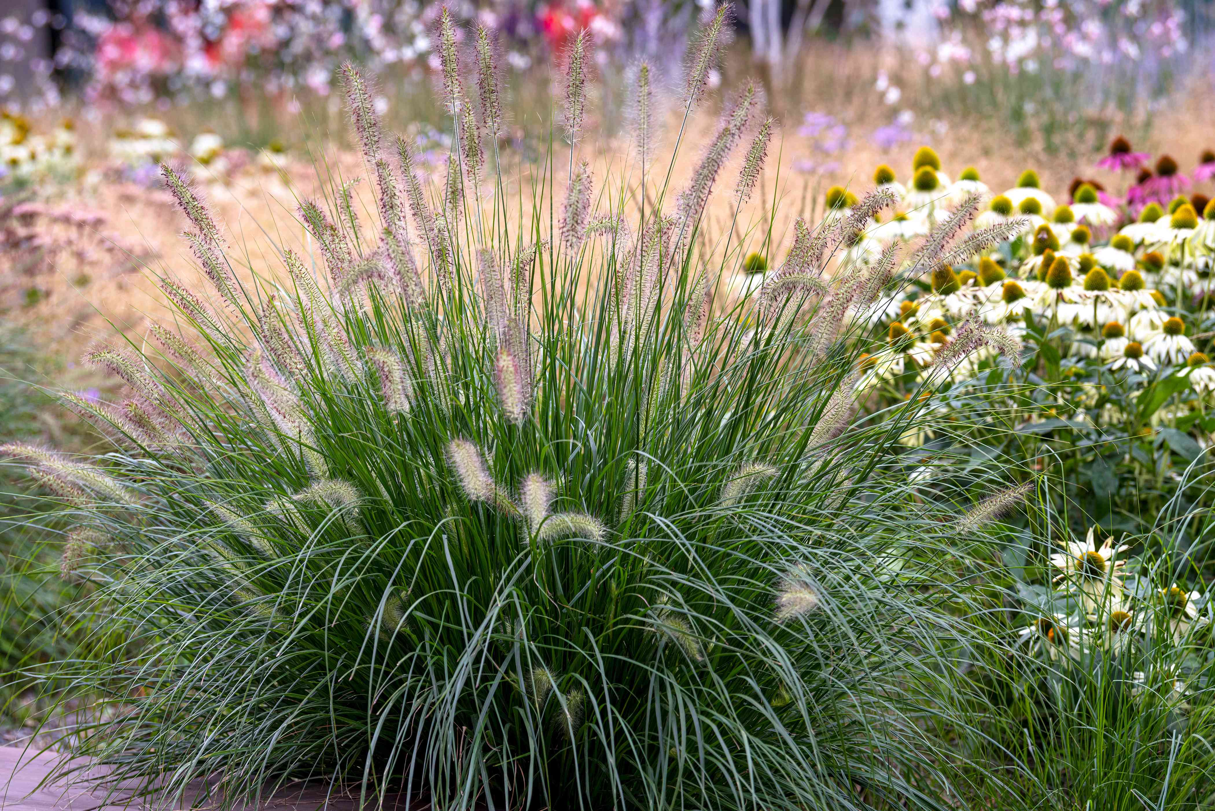 Pennisetum Fountain Grass