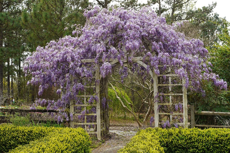 Honeysuckle