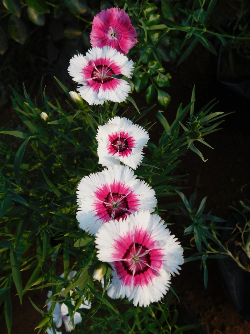 Dianthus