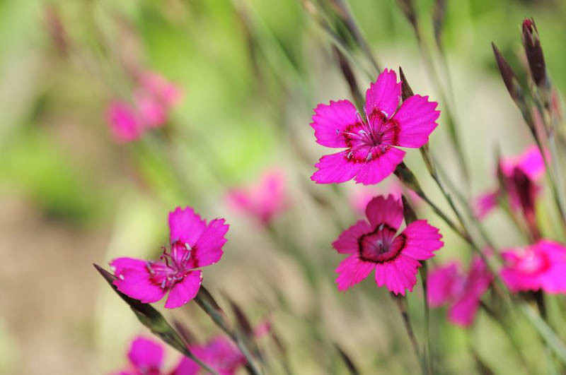 Dianthus