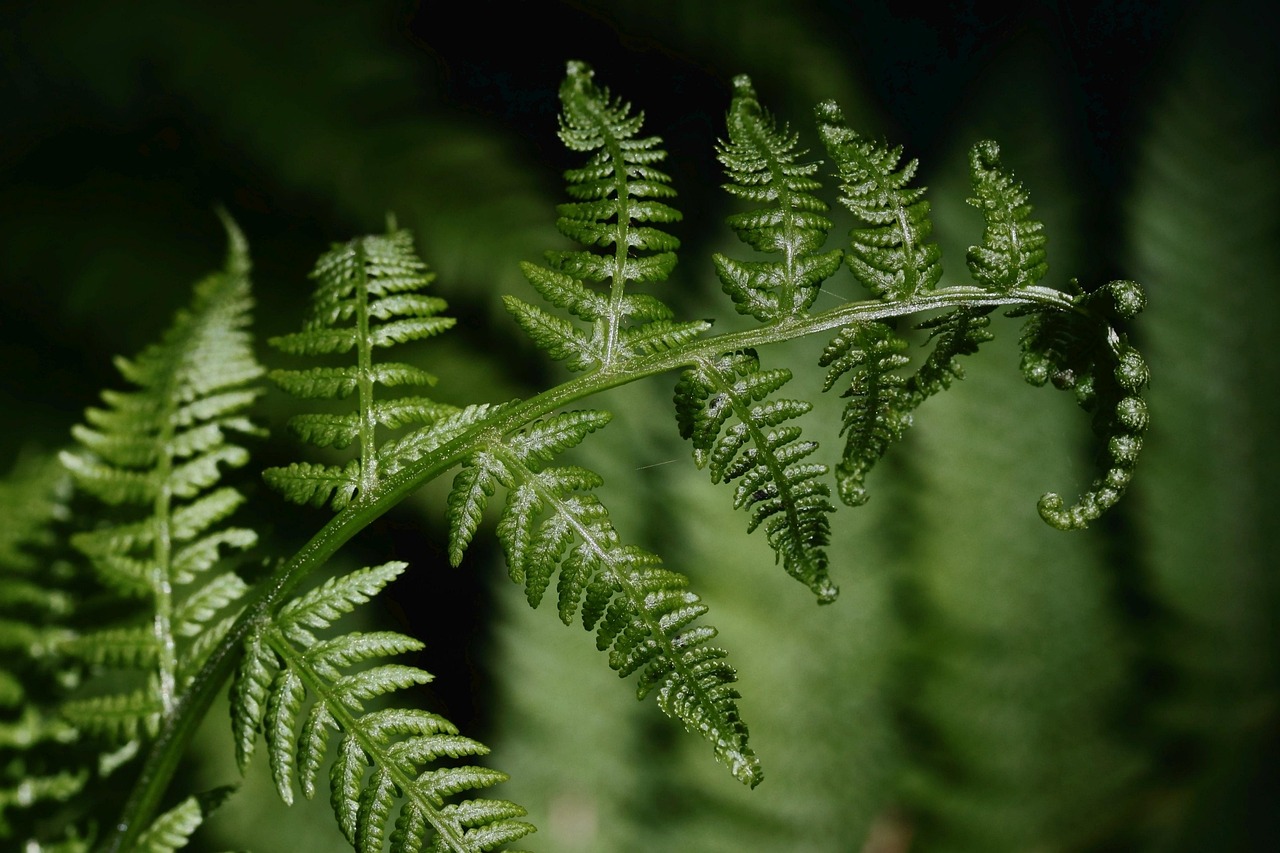 Dryopteris Wood Fern