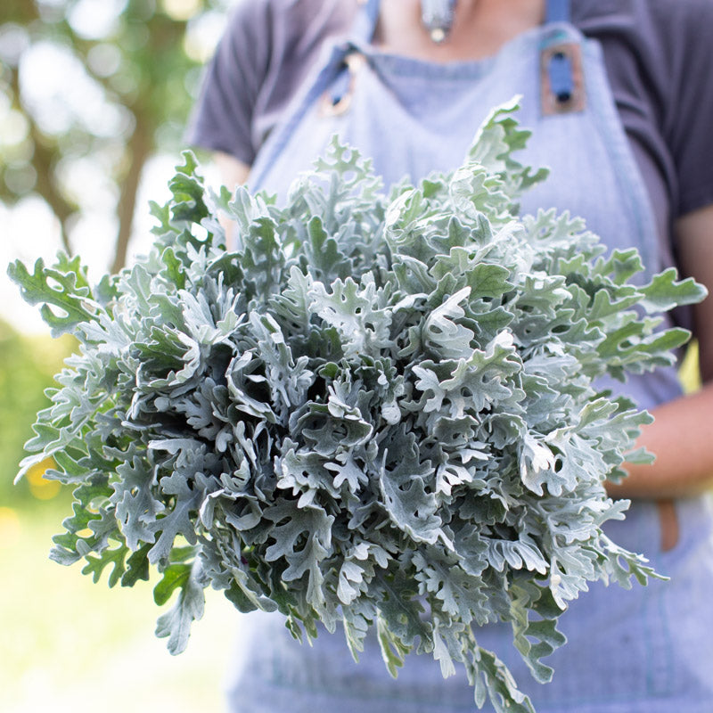 Dusty Miller