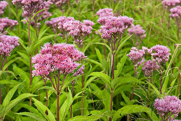 Eupatorium