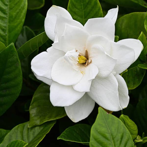 Gardenia