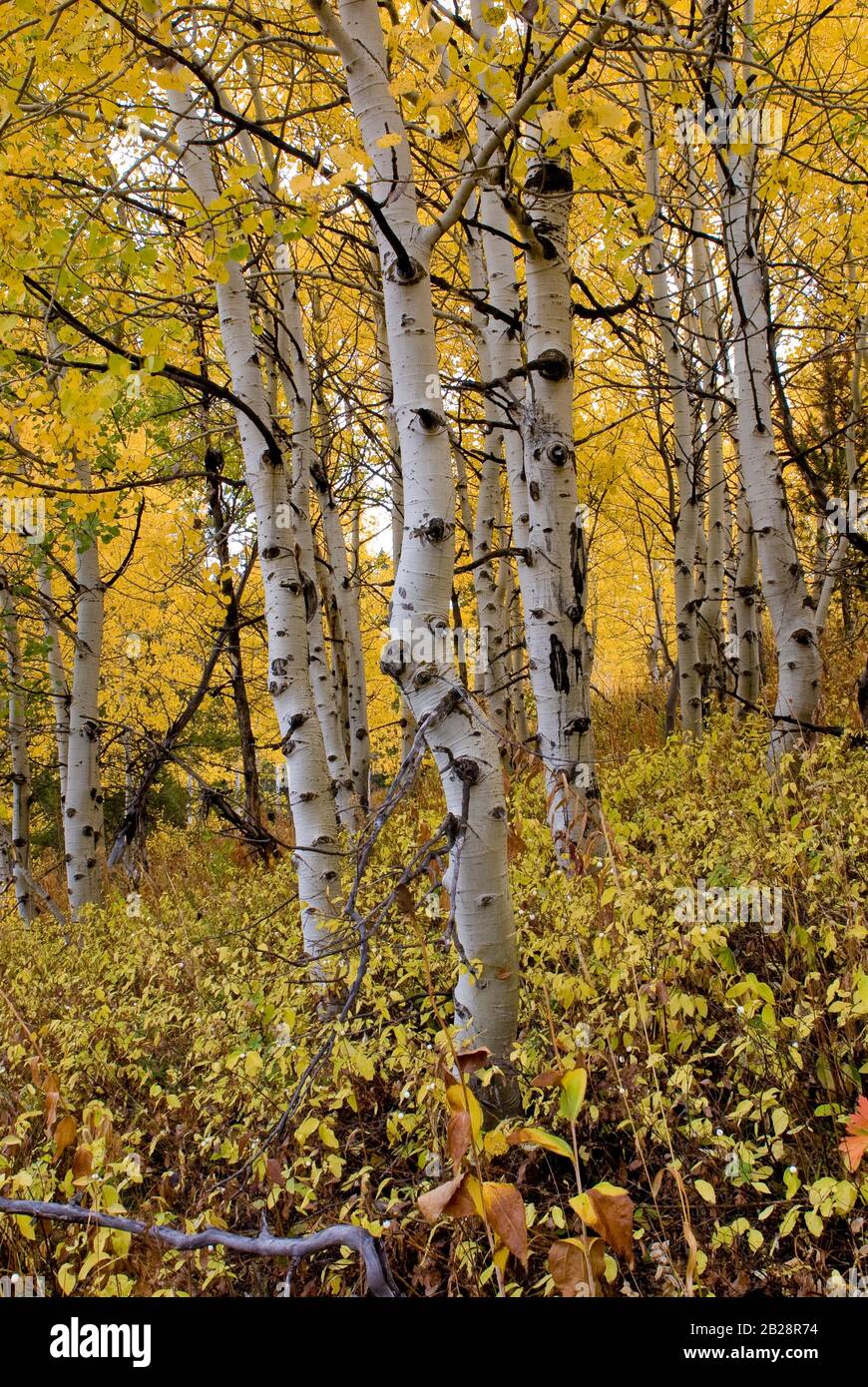 Quaking Aspen