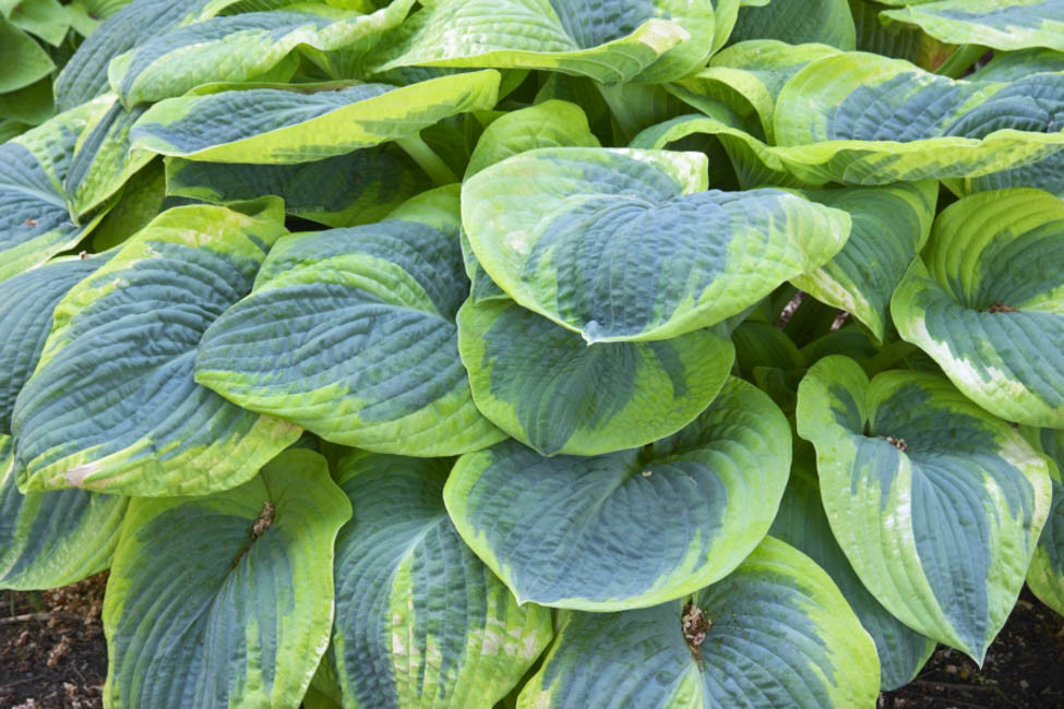 Frances Williams Hosta