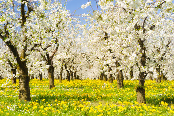 Fuji Apple Tree