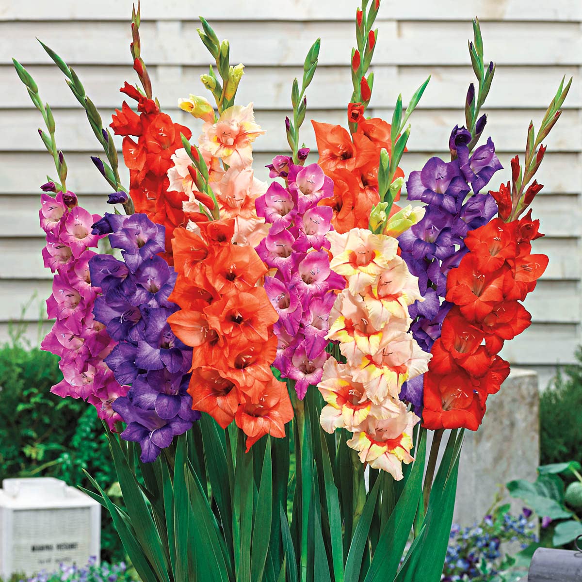 Gladiolus