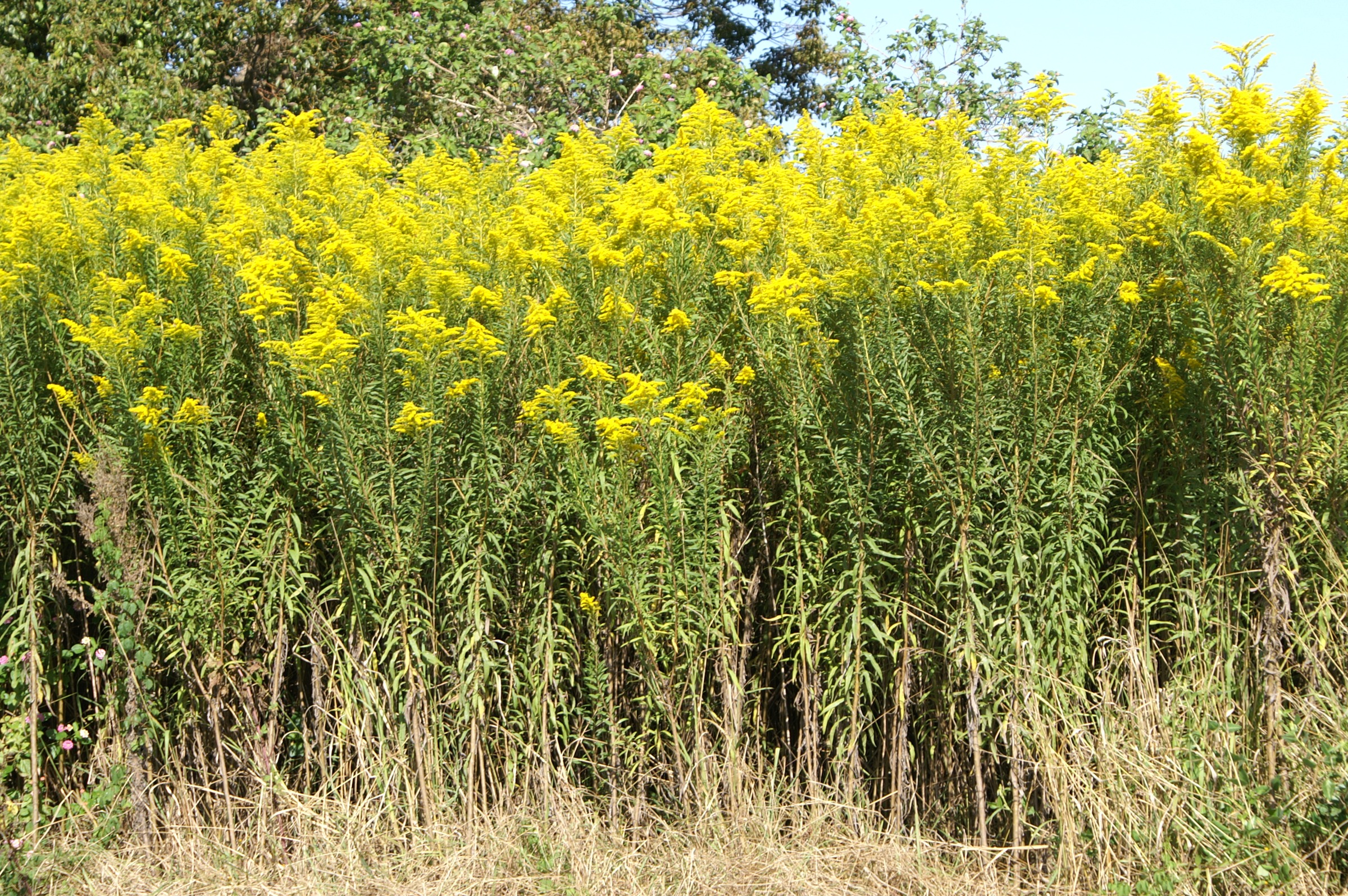 Goldenrod