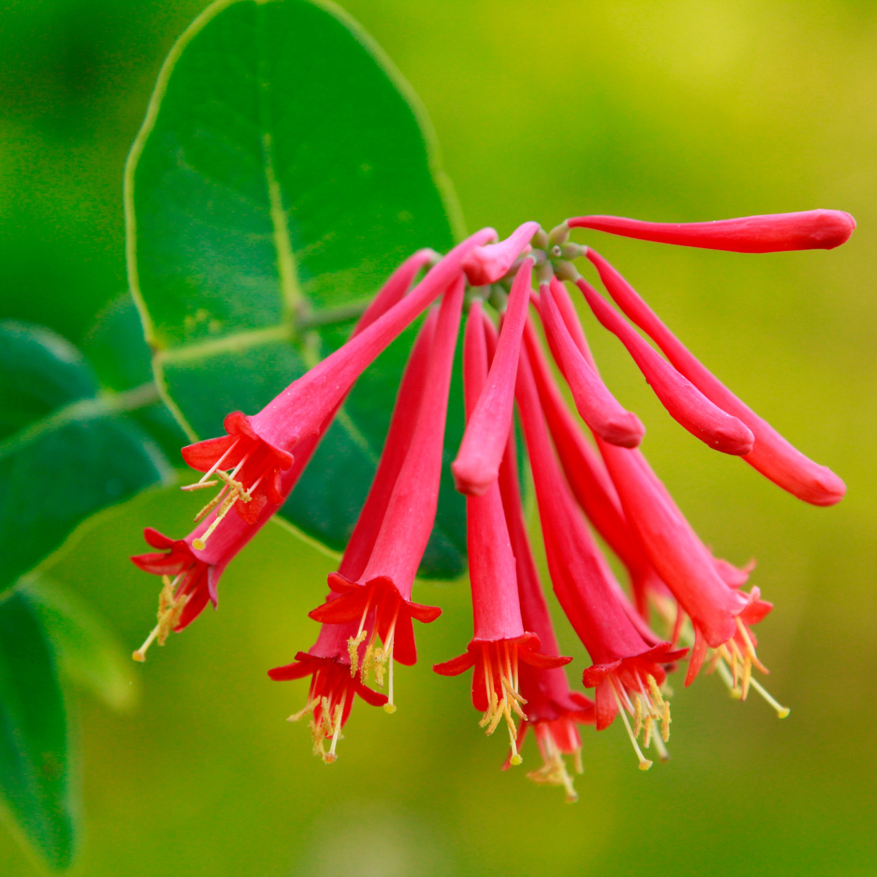 Honeysuckle