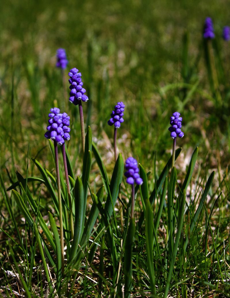 Muscari Grape Hyacinth