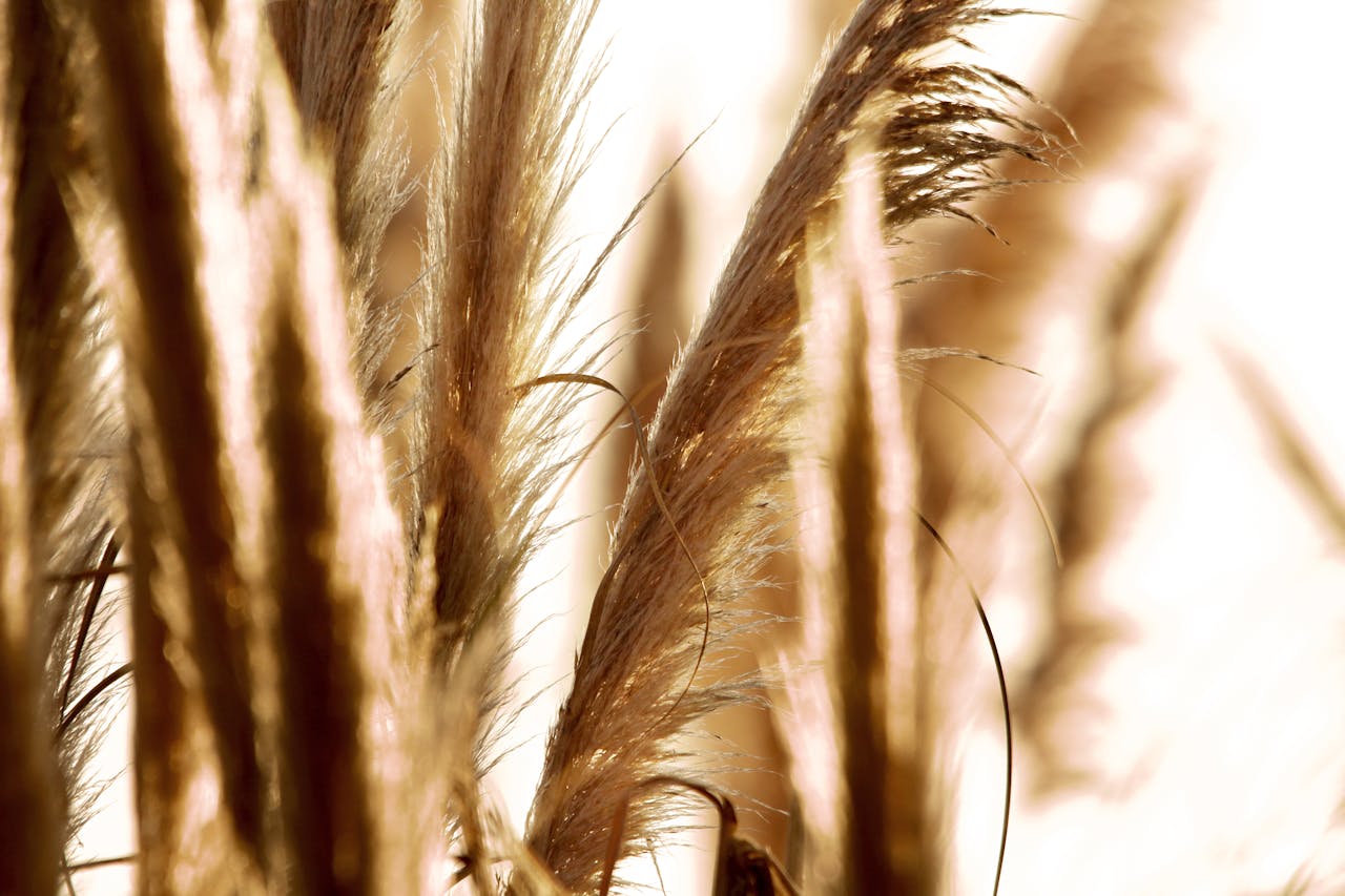 Pampas Grass