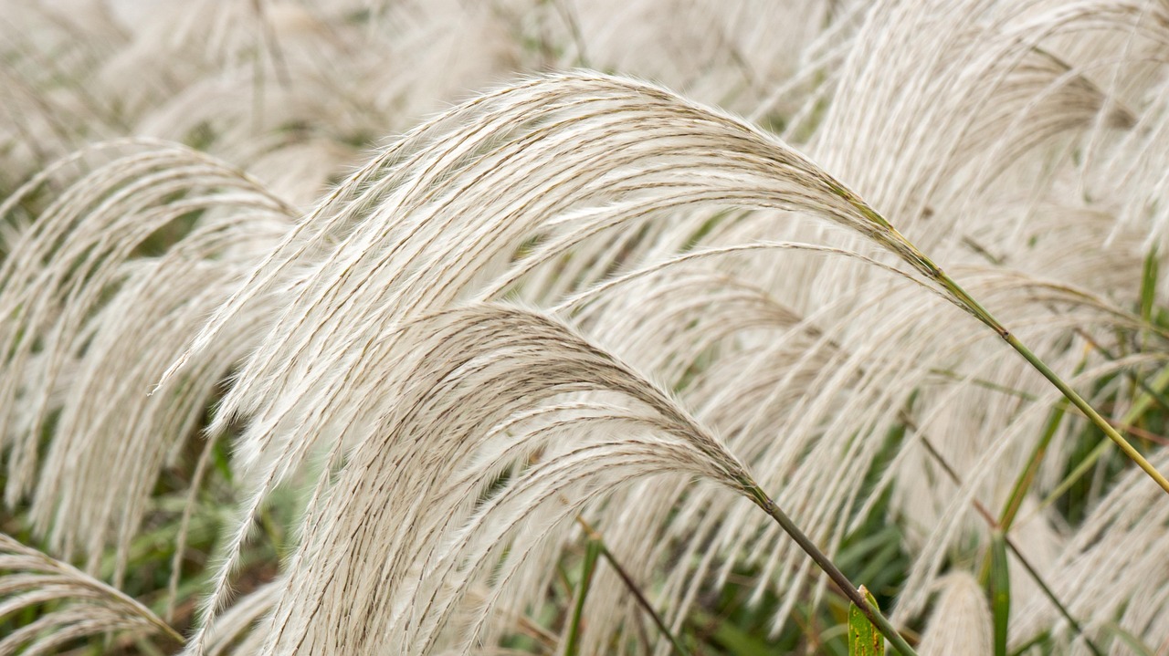 Japanese Silver Grass