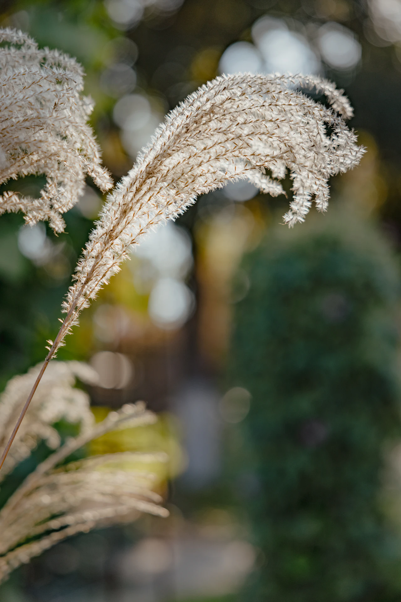 Japanese Forest Grass