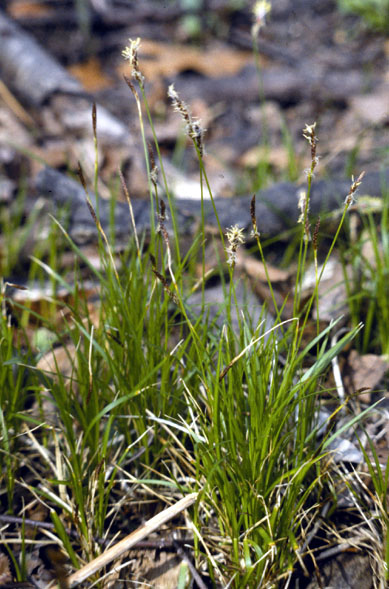 Pennsylvania Sedge