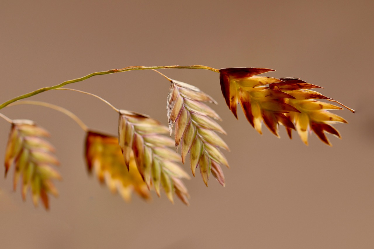 Northern Sea Oats
