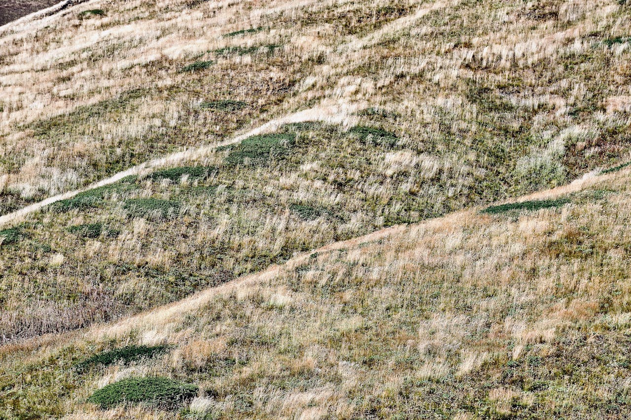 Hard Fescue