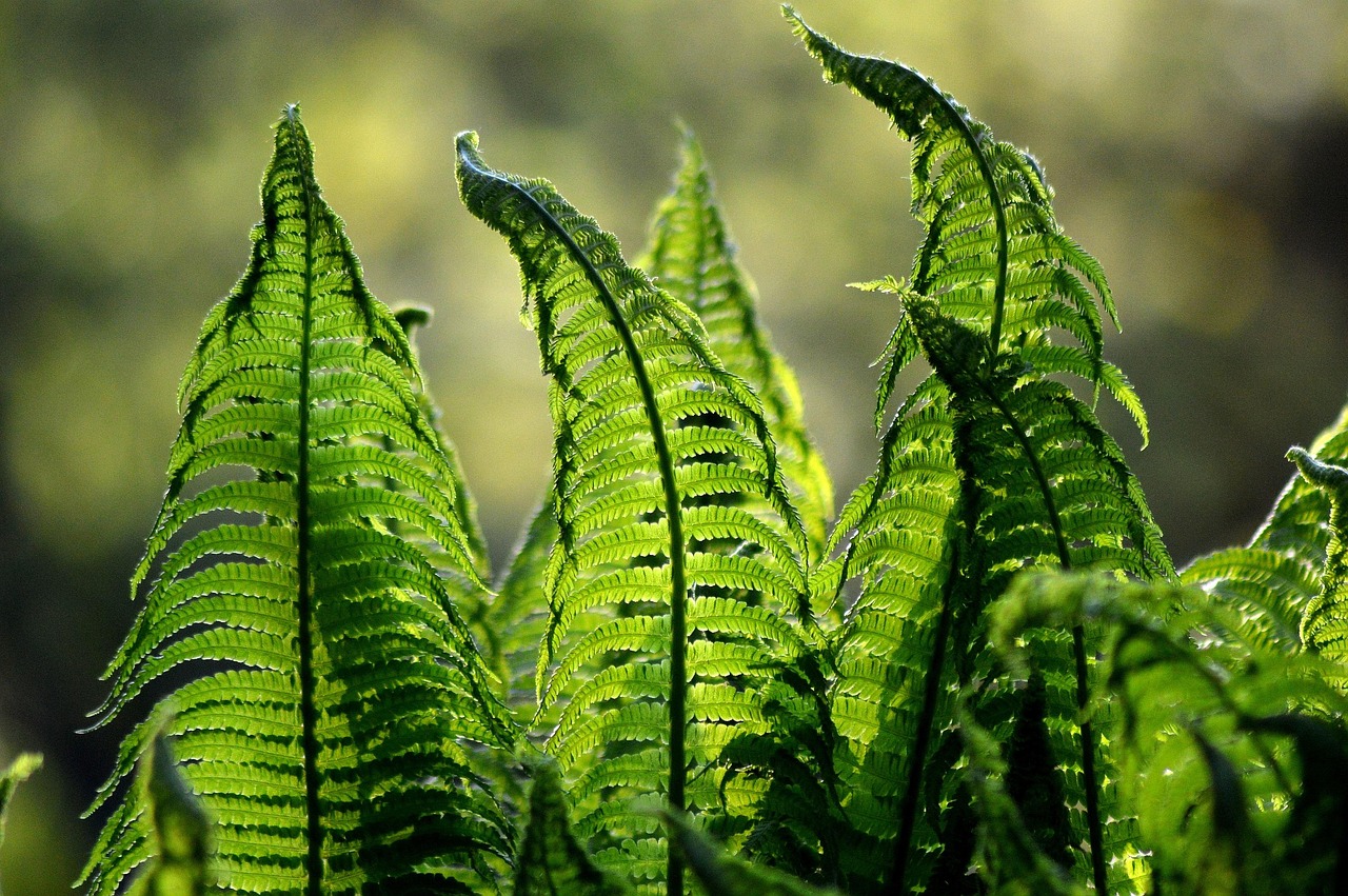 Hayscented Fern