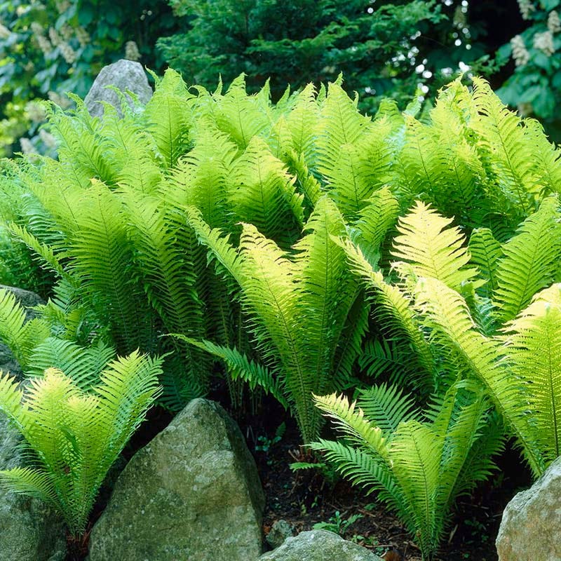 Hayscented Fern