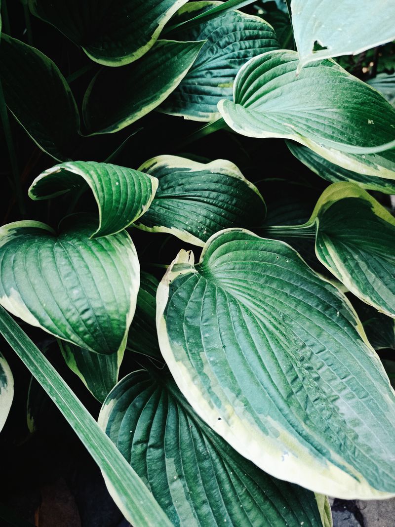 Frances Williams Hosta