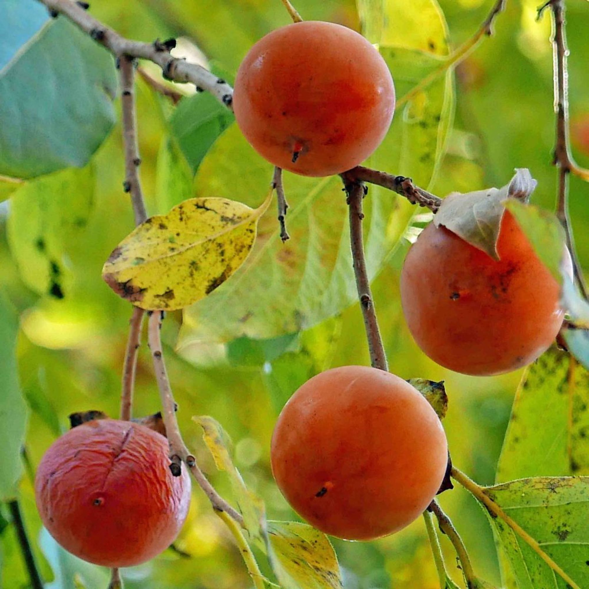 Persimmon