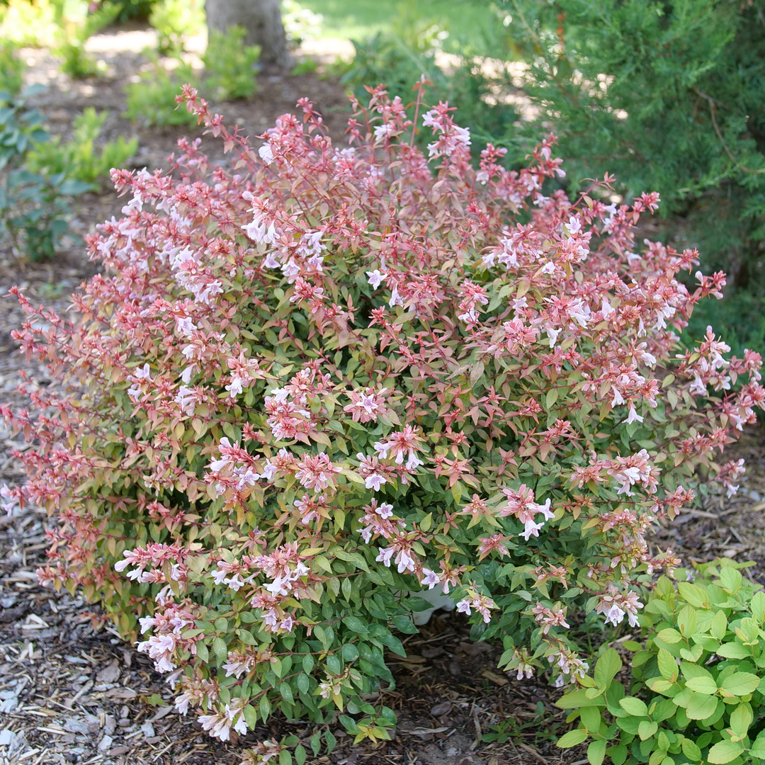 Abelia