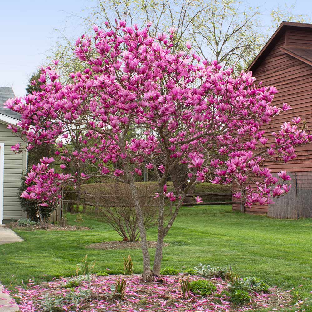 Jane Magnolia