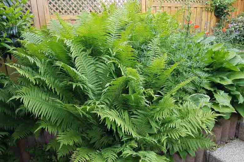 Osmunda Royal Fern