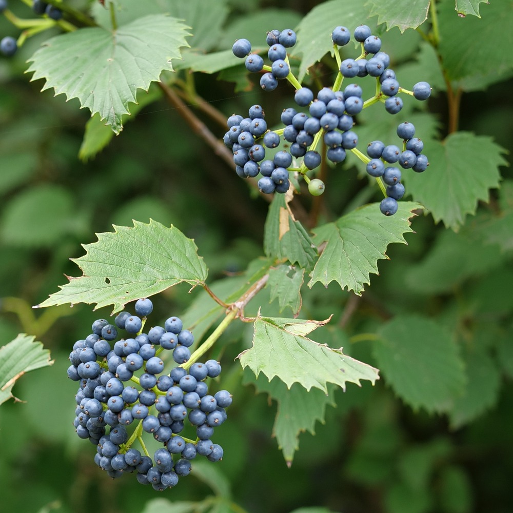 Viburnum Blue Muffin