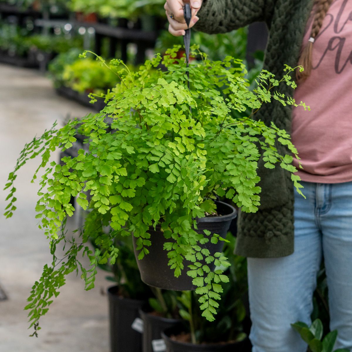 Adiantum Maidenhair Fern