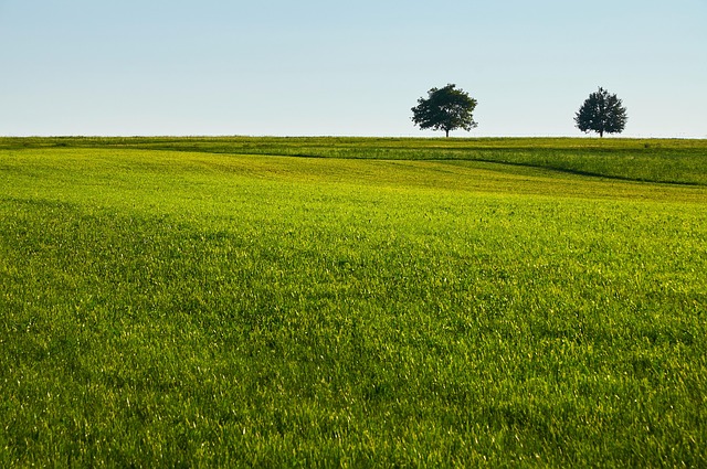 Kentucky Bluegrass