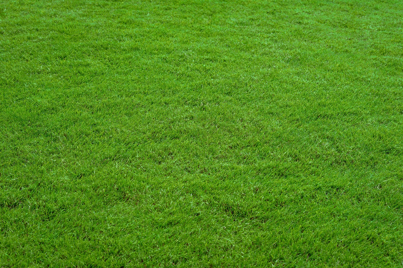 Tall Fescue