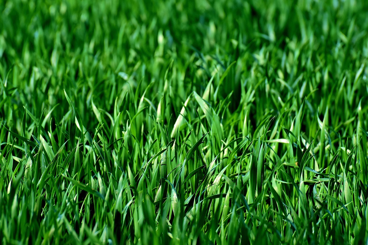 Perennial Ryegrass