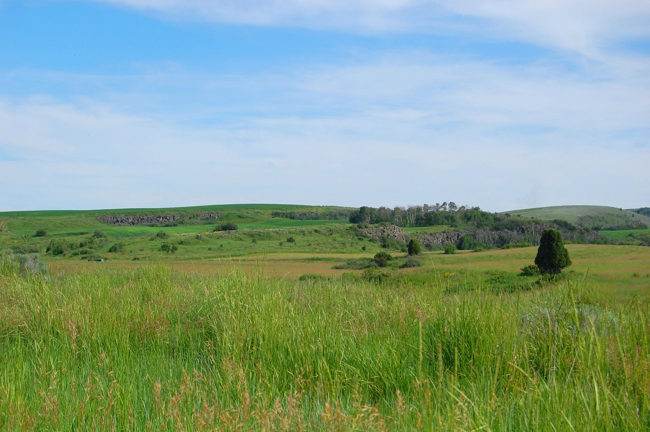 Bahia Grass