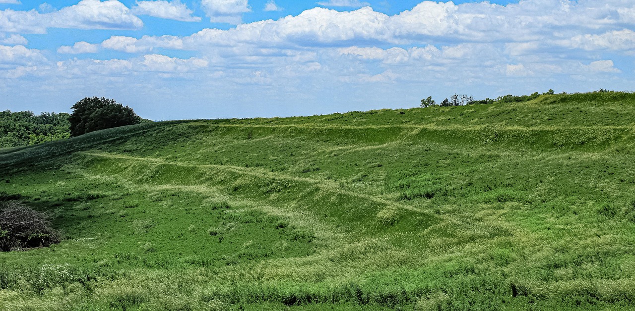 Buffalo Grass