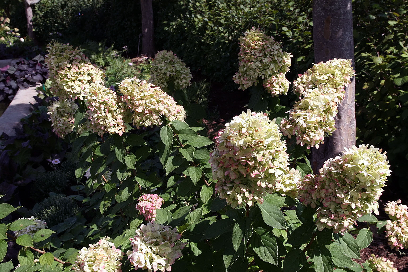 Limelight Panicle Hydrangea