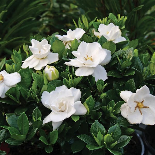 Frost Proof Gardenia