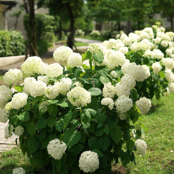 Fairytrail Bride Cascade Hydrangea