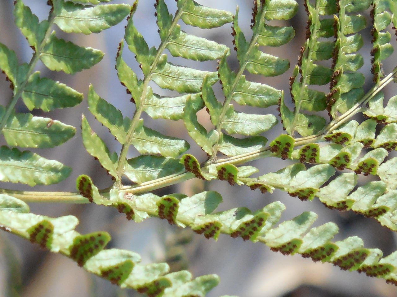 Matteuccia Ostrich Fern