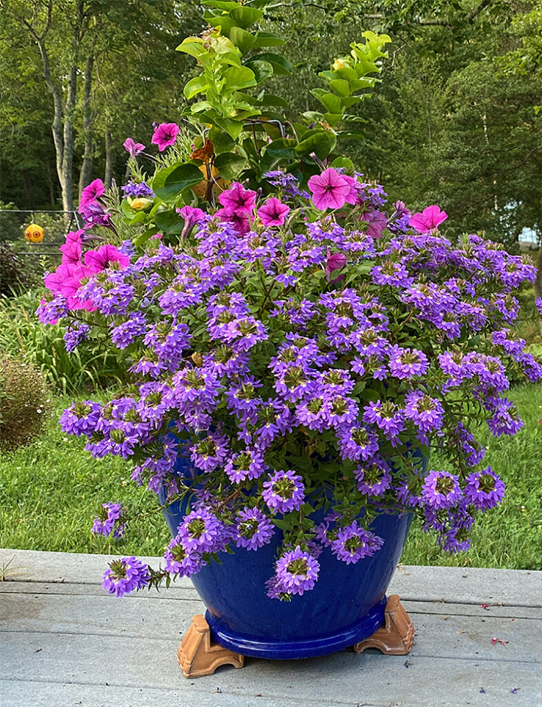 Scaevola Fan Flower